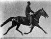 One Of Leland Stanford's Trotters By Eadweard Muybridge